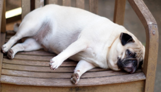 Cani obesi: perché e come aiutarli