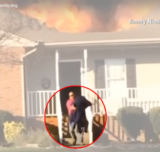 cane-salvato-da-pompiere-fuori-servizio