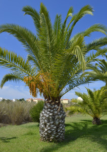 Cycas