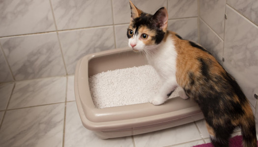 Lettiera per gatti: agglomerante vs assorbente. Qual è la differenza?