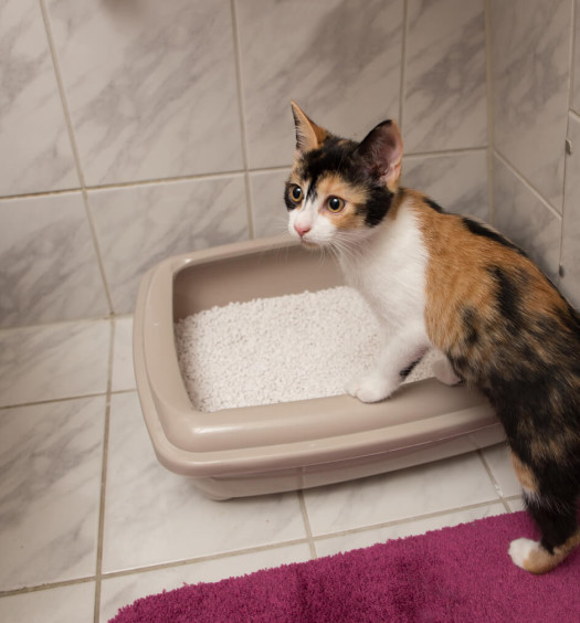 Lettiera agglomerante vs assorbente