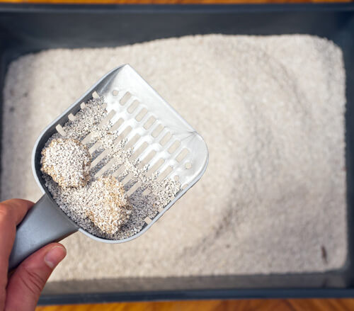 lettiera gatto pulizia