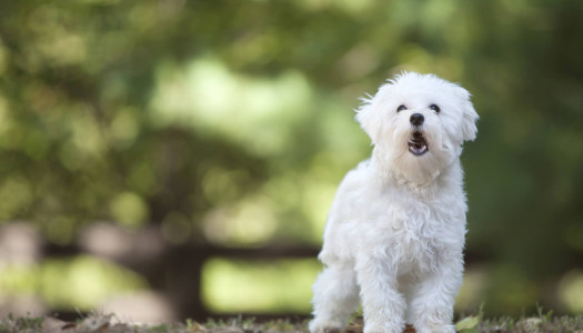 Il linguaggio del cane