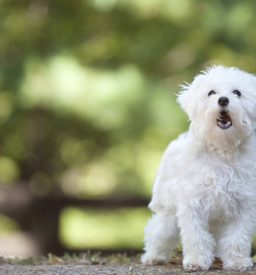linguaggio del cane parte 1