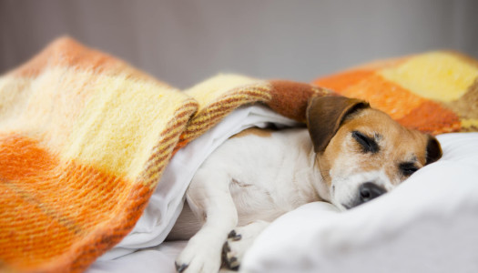 Parassiti intestinali del cane: le tipologie più frequenti