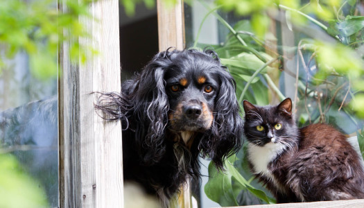 Le piante pericolose per i nostri animali
