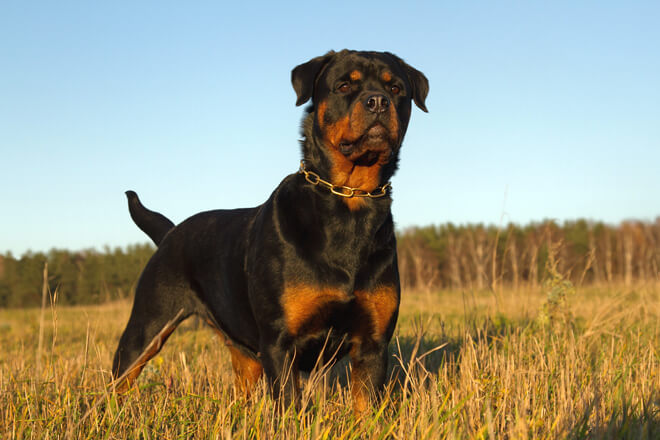 rottweiler carattere e standard