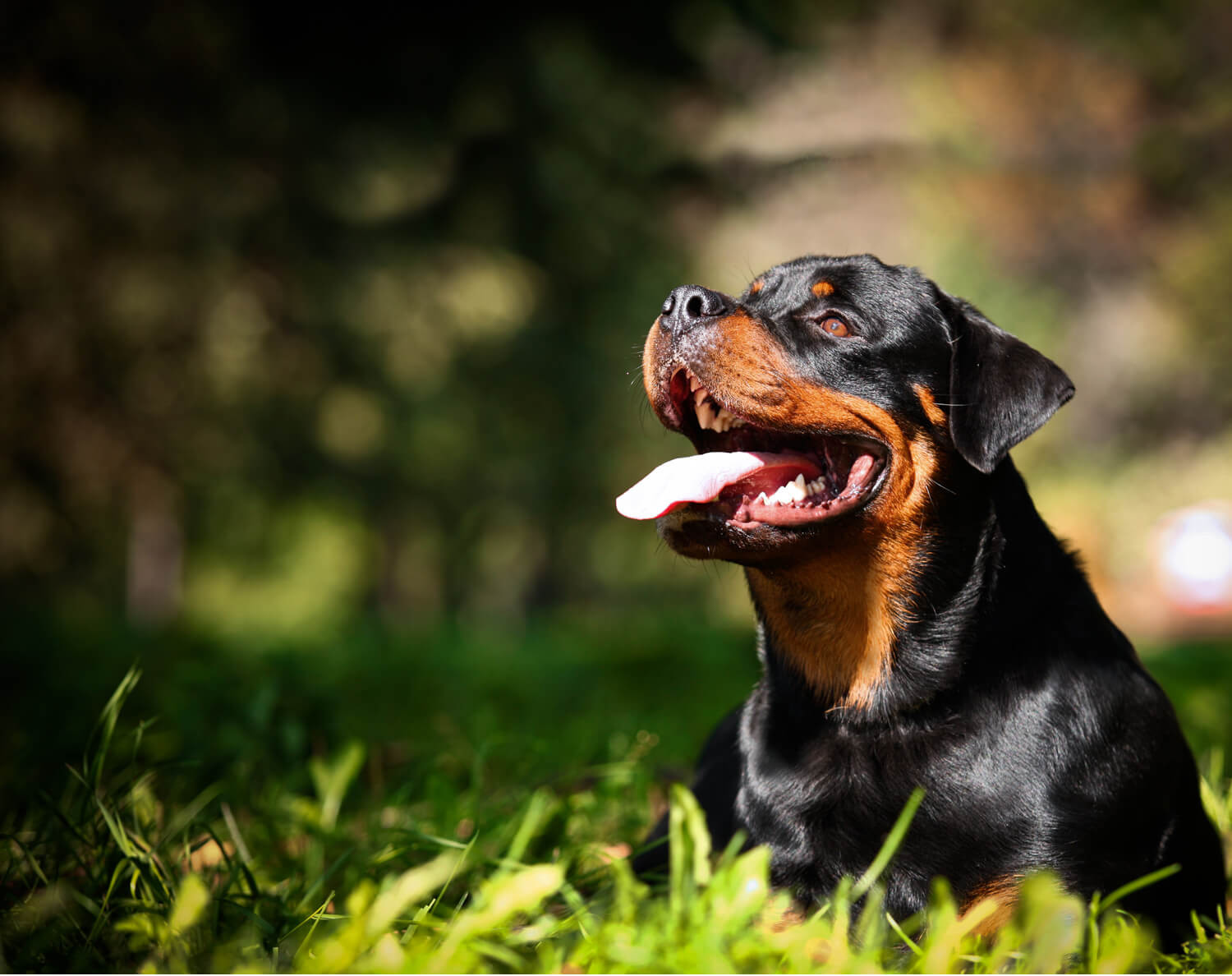 rottweiler contento nel prato