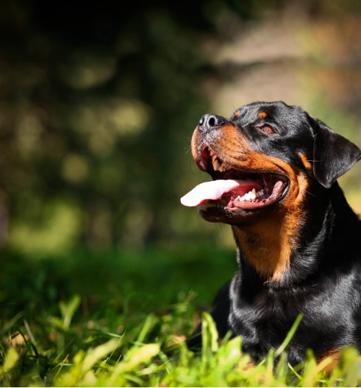 rottweiler contento nel prato