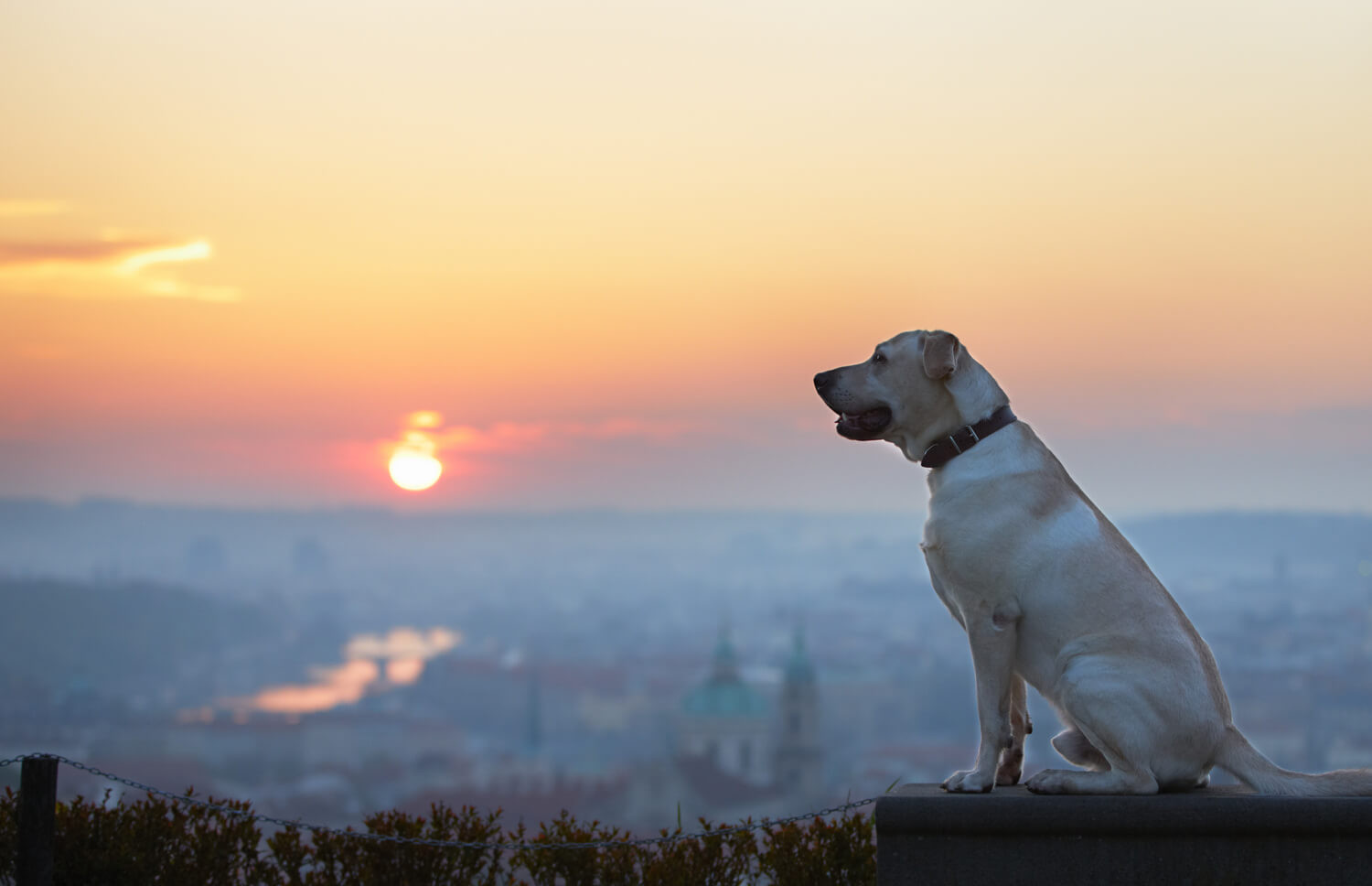 Vacanze con il cane all'estero