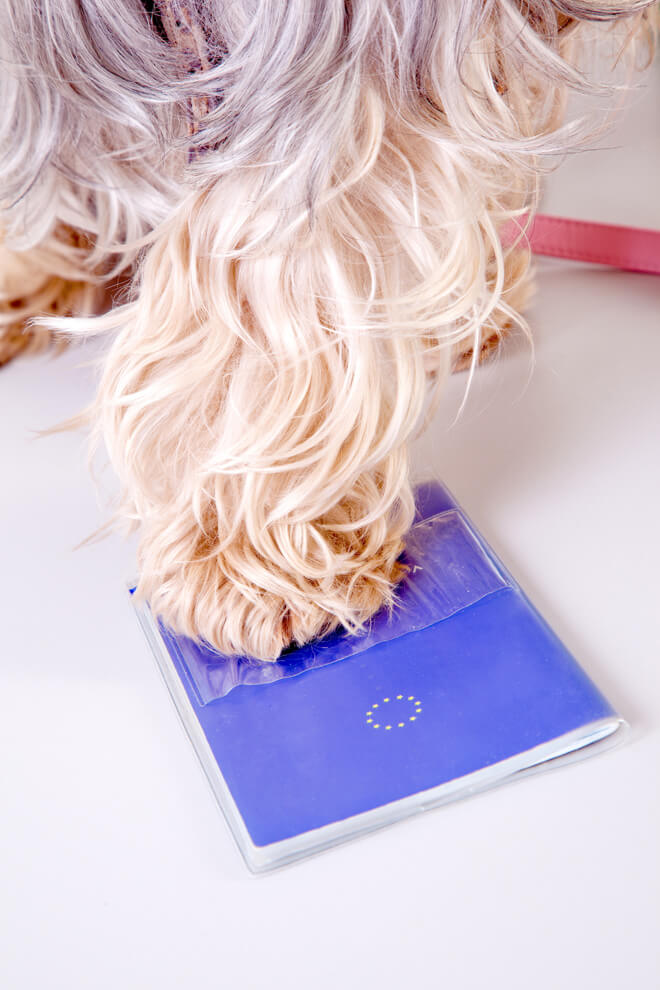 viaggiare con il cane passaporto