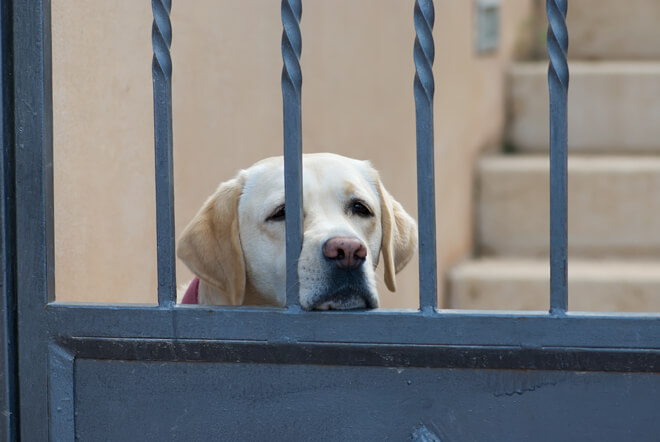 Cane solo dietro al cancello