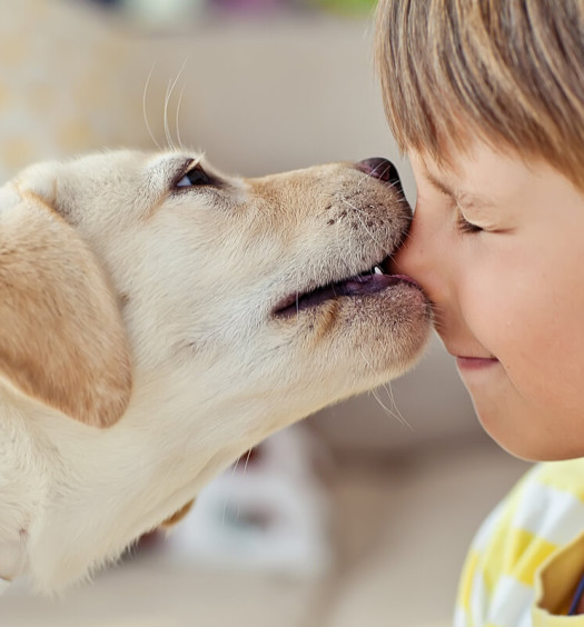 Cane lecca bambino