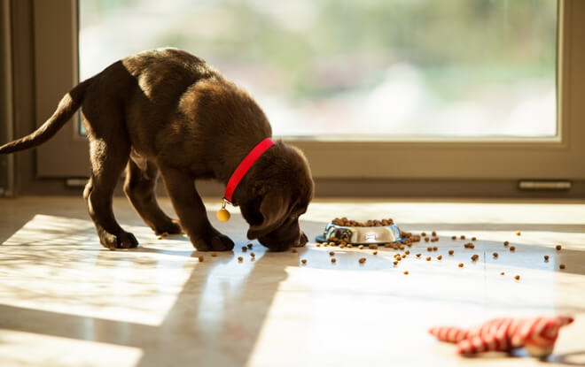 Cibo per cuccioli di cane