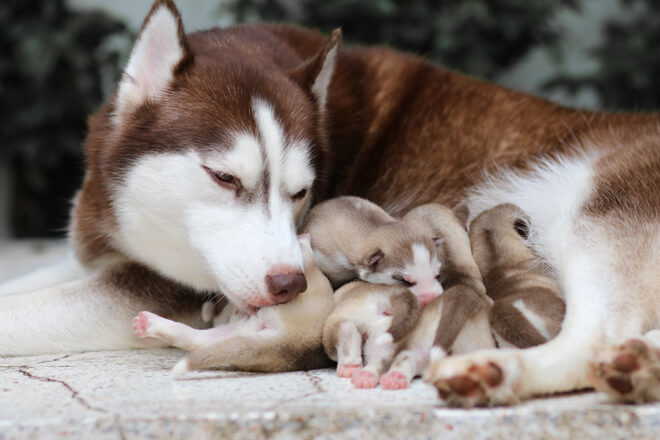 Cuccioli di cane con la mamma