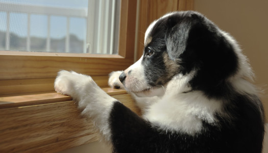 Lasciare il cane da solo