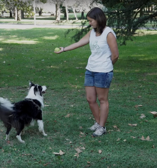 educare un cane chiedere un oggetto