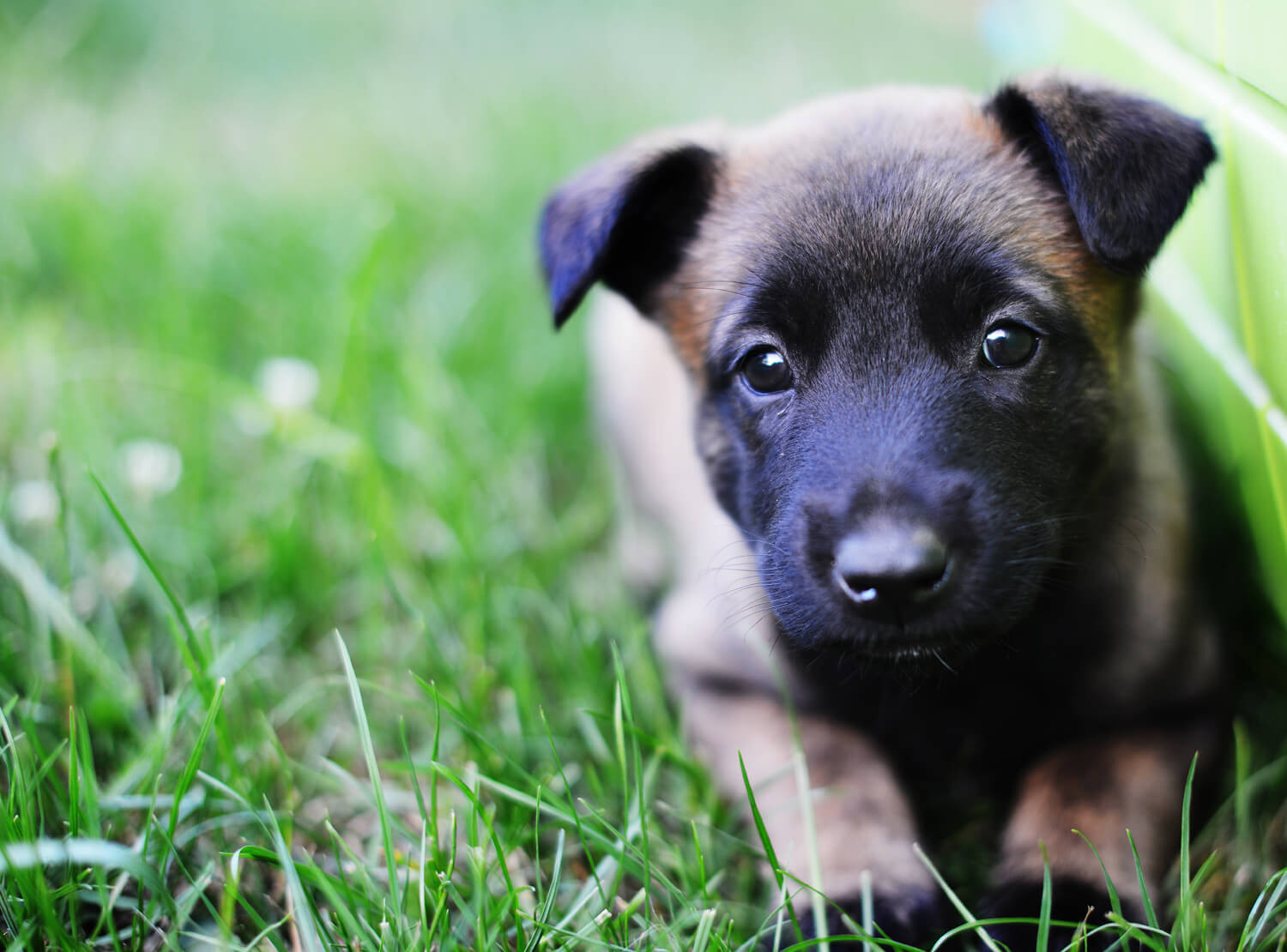 Fasi di accrescimento cucciolo di cane