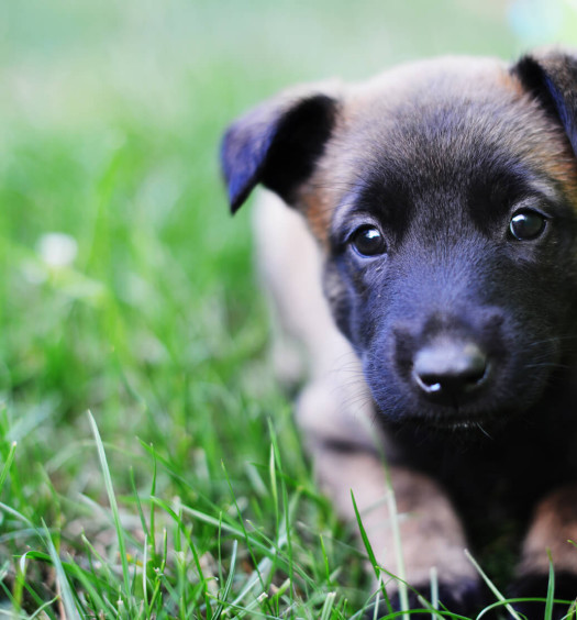 Fasi di accrescimento cucciolo di cane