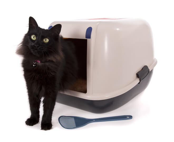 lettiera a gabbia per gatti