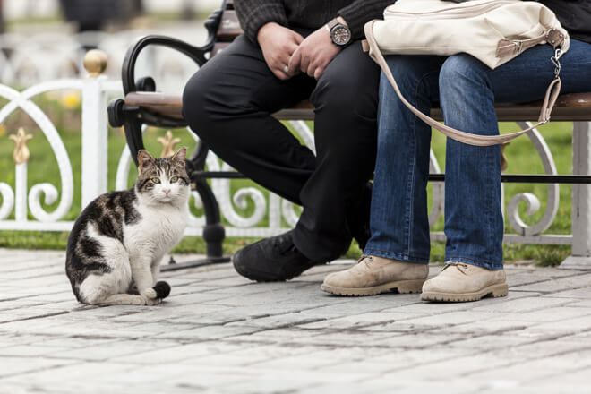 Gatti istanbul convivenza con le persone