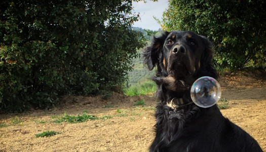 Cani disabili: la mia vita con un “diversamente cane”