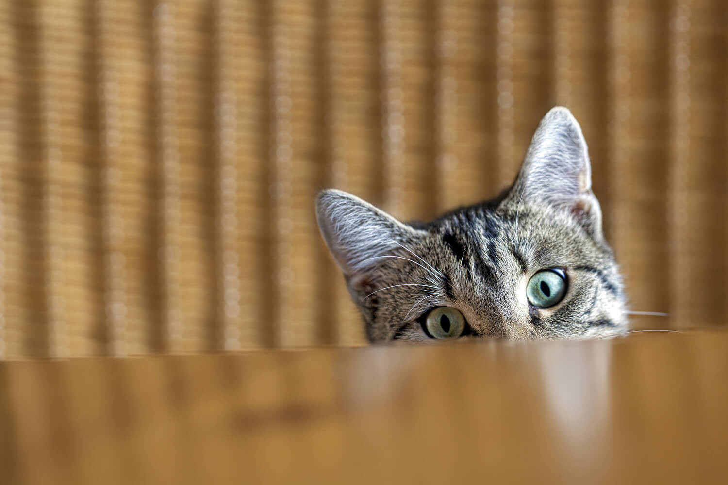 La guida del gattino