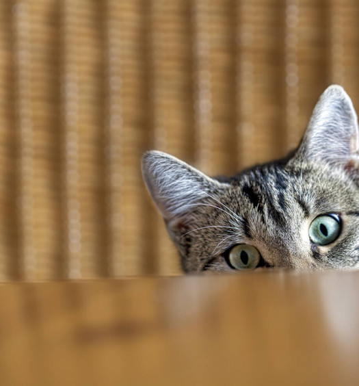 La guida del gattino