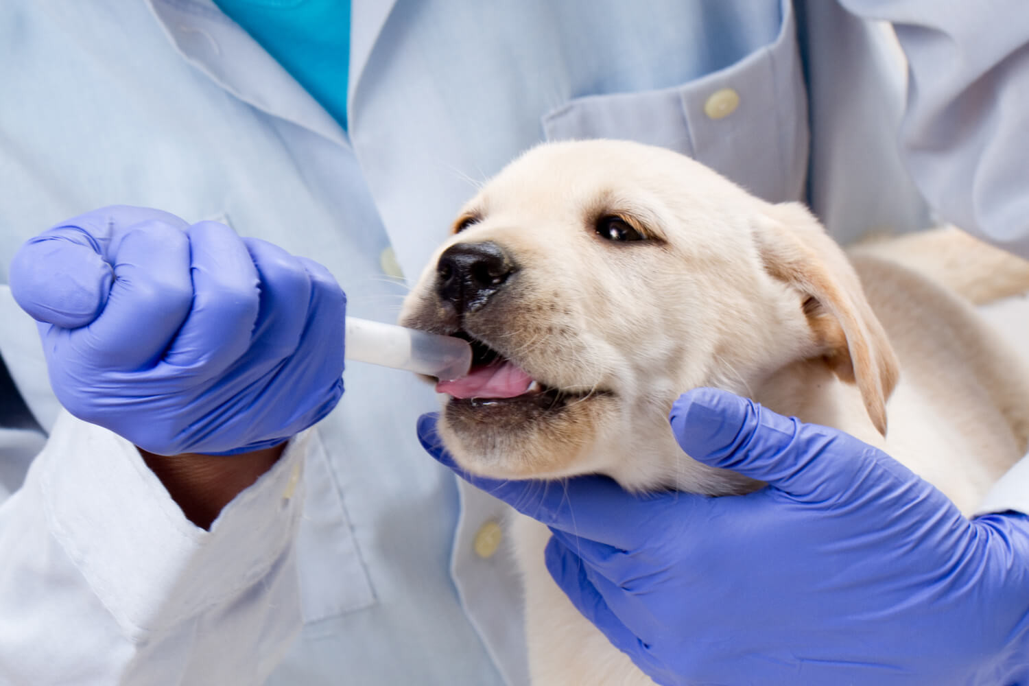 Le prime cure veterinarie