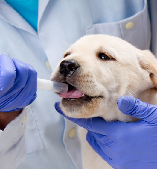 Le prime cure veterinarie