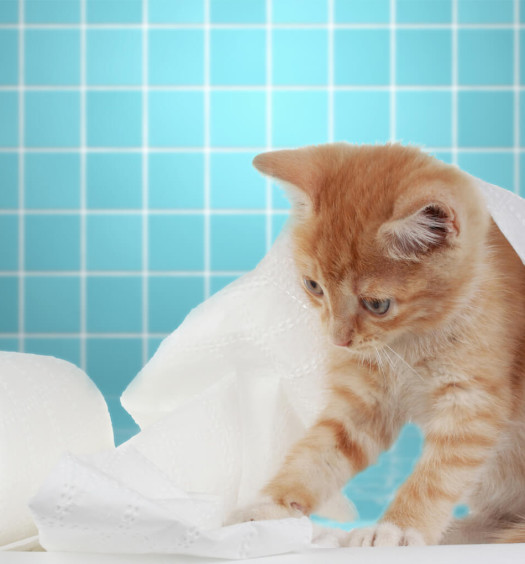 Lettiera per gatti e mici