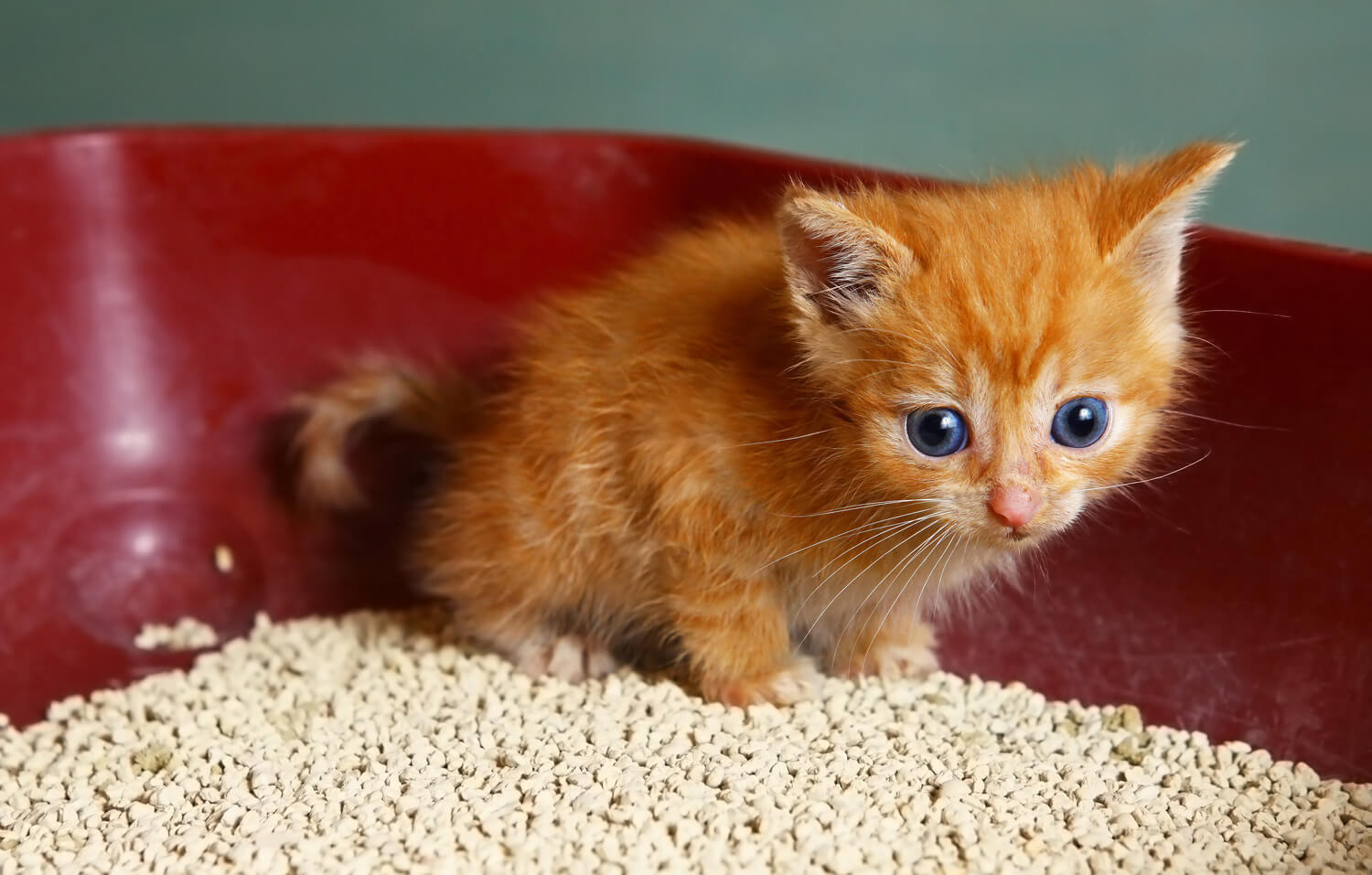 Lettiere per gatti come scegliere