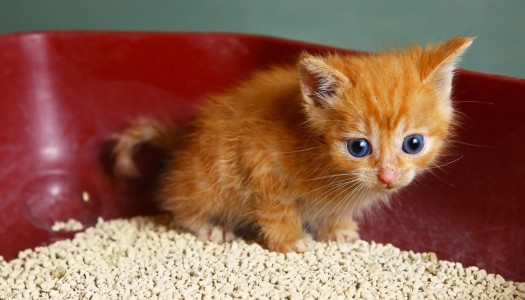 1, 10, 100 lettiere per gatti… come scegliere?