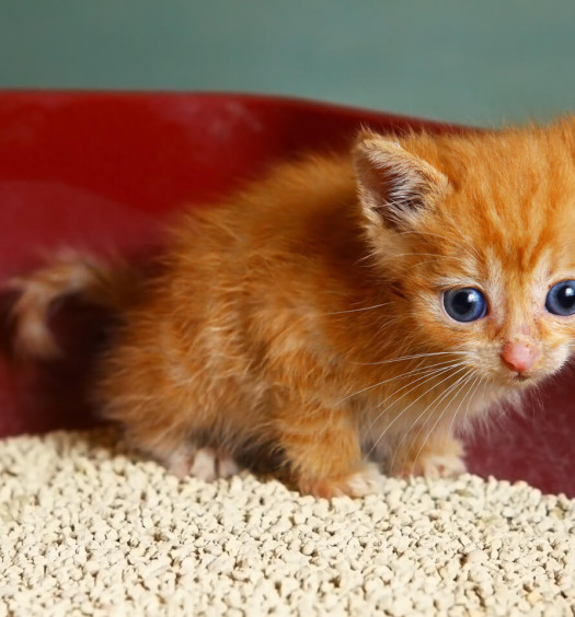 Lettiere per gatti come scegliere