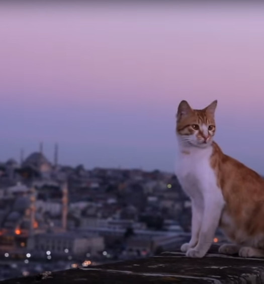 Nine lives: svelati i segreti dei gatti di città