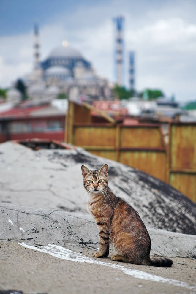 Nine lives film documentario sui gatti di Istanbul
