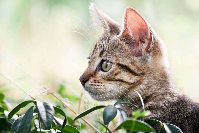 Nine lives comportamento dei gatti