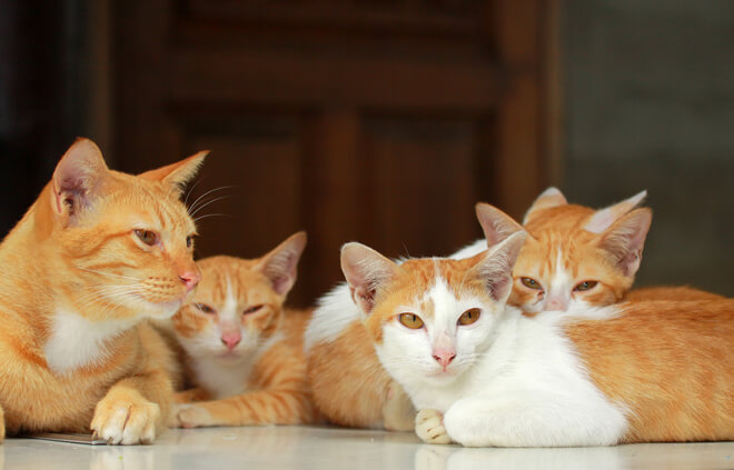 Più gatti più lettiere