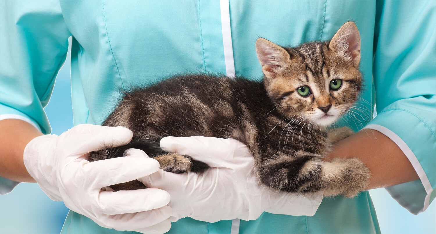 Le prime cure del gattino