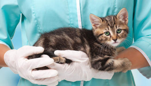 Le prime cure veterinarie del gattino