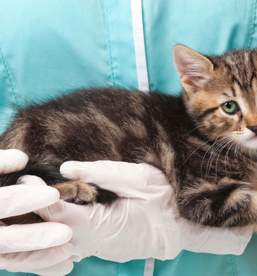 Le prime cure del gattino