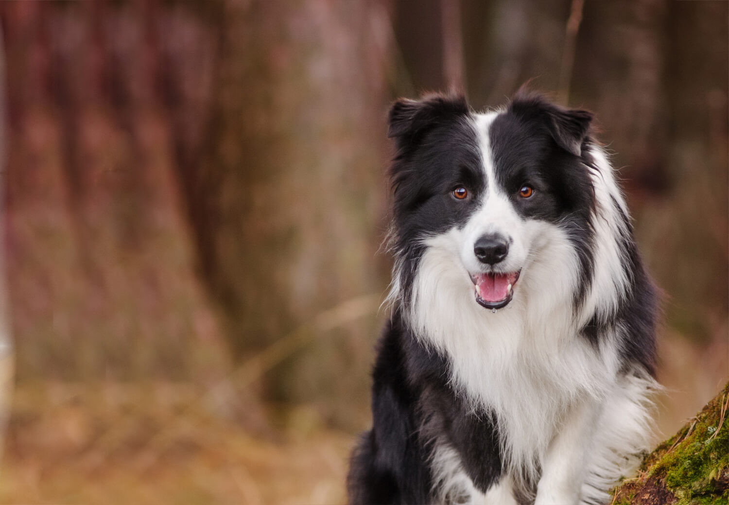 border collie