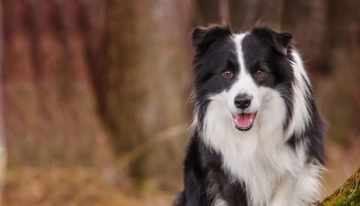 Border Collie: storia, carattere e standard