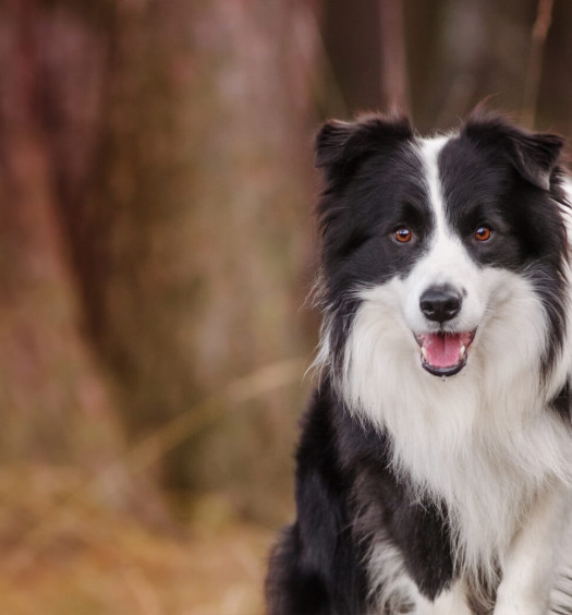 border collie