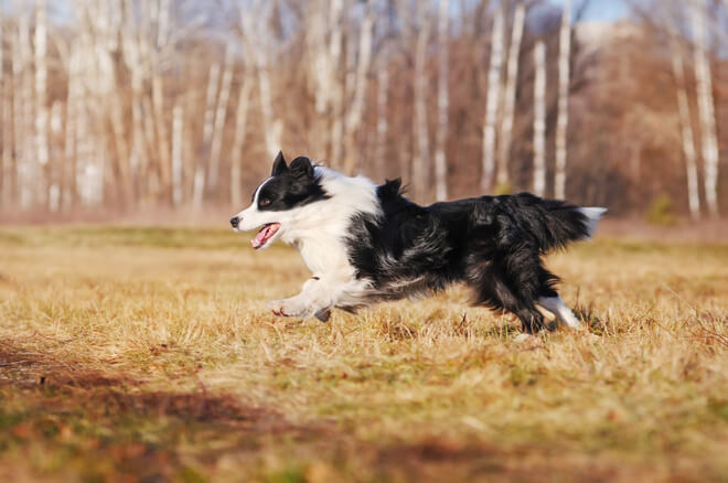 border collie carattere e standard
