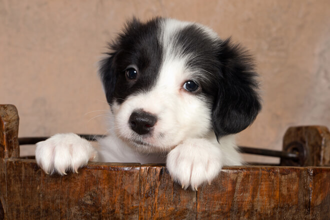 border-collie-cucciolo