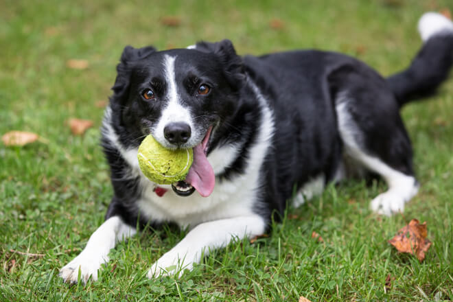border collie gioca con la pallina