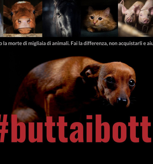 #buttaibotti cane