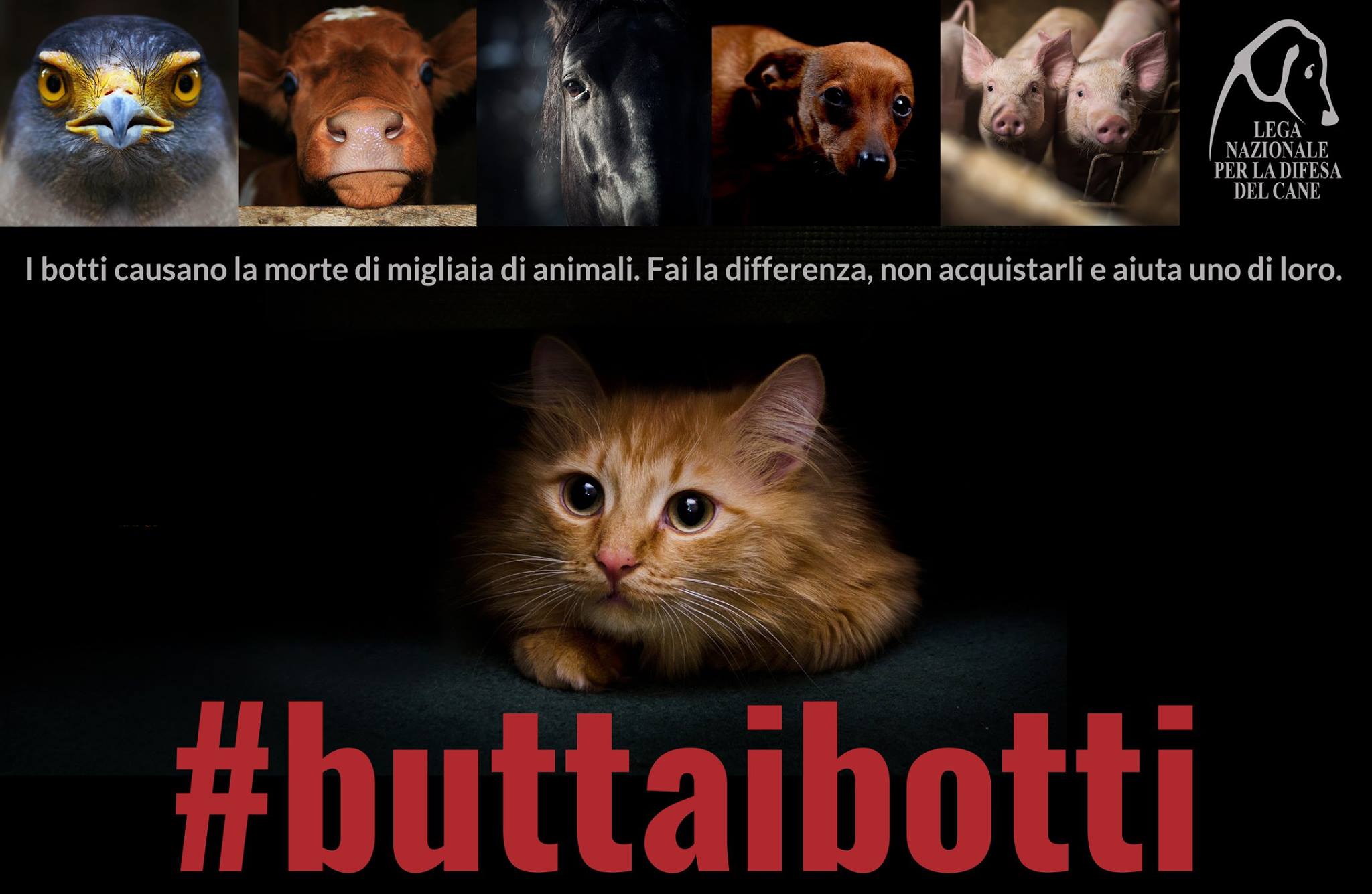 #buttaibotti gatto