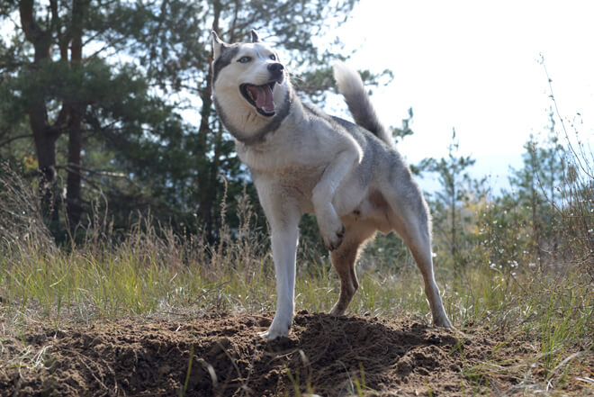 husky scava una buca